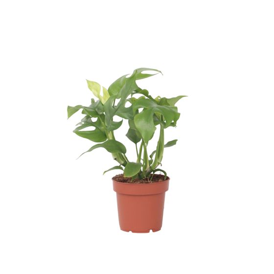 Monstera Minima - Rhaphidophora tetrasperma - Korkeus 20-30 cm - ⌀12 cm
