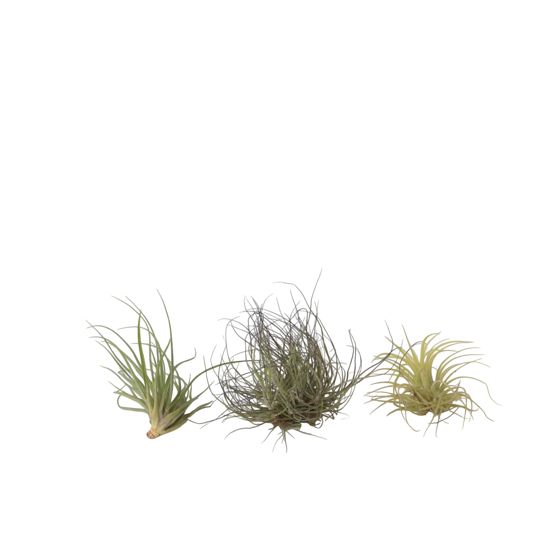 Ilmakasvi - 3 kpl - Tillandsia - Korkeus 5-15cm - ⌀5cm