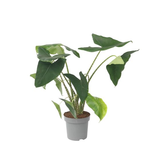 Juurakkovehka - Alocasia 'Zebrina' - Korkeus 140-150cm - ⌀32cm