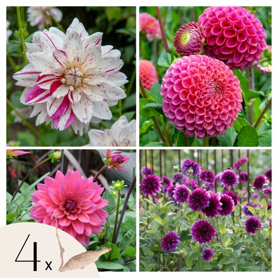 Daalian juurakot - 4 kpl - Dahlia 'Bouqet Sunrise' - Kukkasipulit