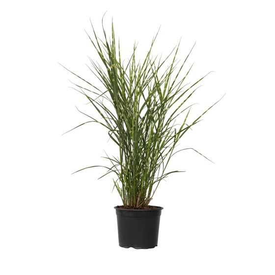 Kiinansilkkiheinä - Miscanthus sinensis 'Zebrinus' - Korkeus 20-30cm - ⌀23cm