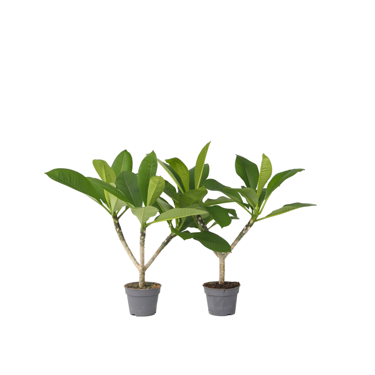 Frangipani - 2 kpl - Plumeria rubra - Korkeus 45-55 cm - ⌀17 cm