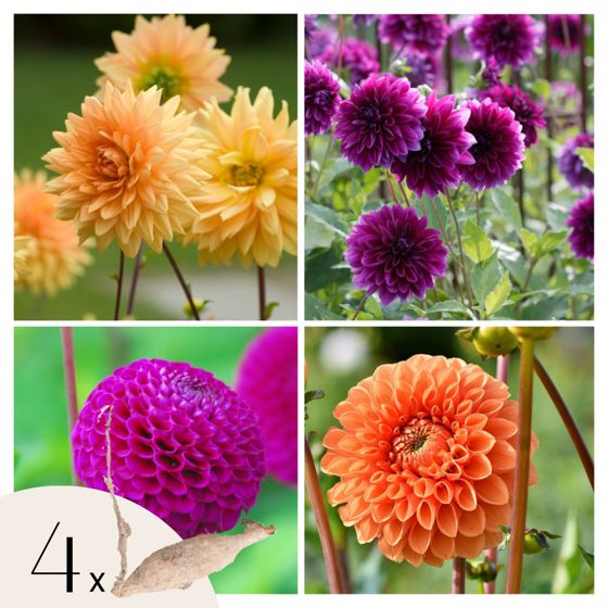 Daalian juurakot - 4 kpl - Dahlia 'Bouqet Sunshine' - Kukkasipulit