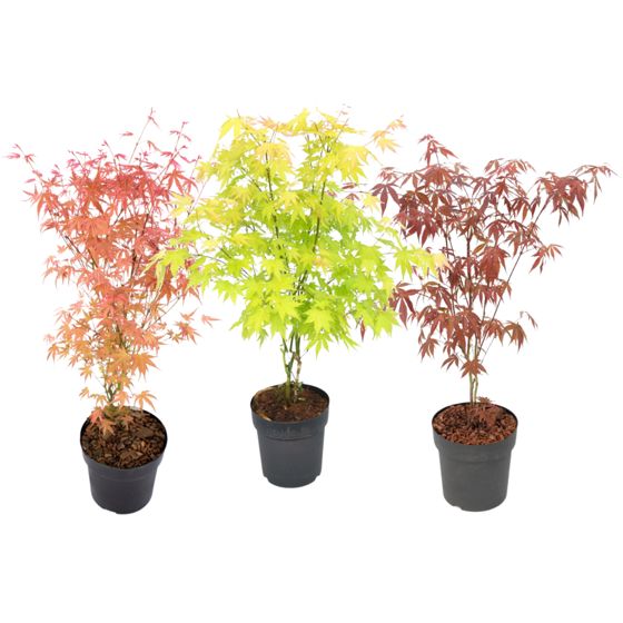 Japanin vaahtera - 3 kpl - Acer palmatum - Korkeus 60-70cm - ⌀19cm