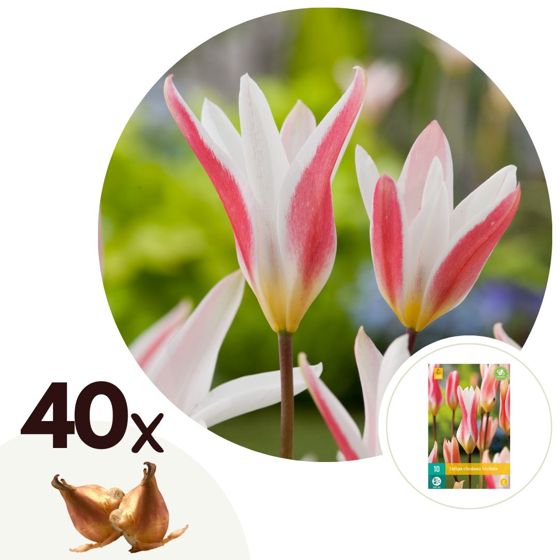 Tulppaaninsipulit - 40 kpl - Tulipa 'Clusiana Stellata' - Punainen