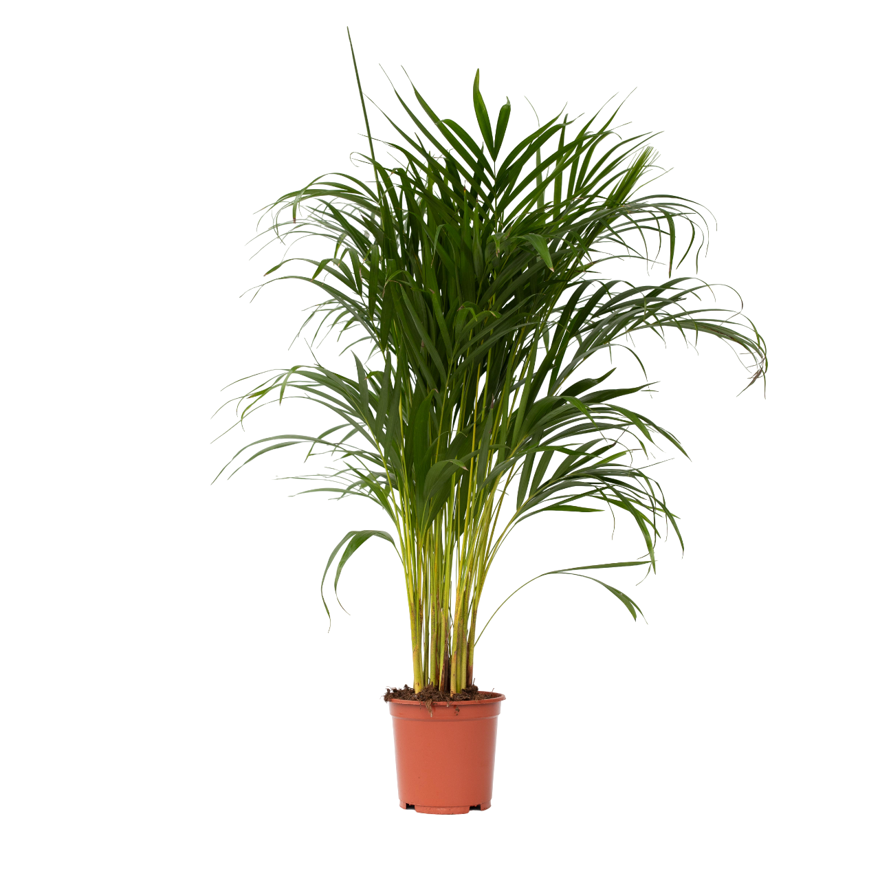 Arekapalmu - Dypsis lutescens - Korkeus 100-120cm - ⌀21cm