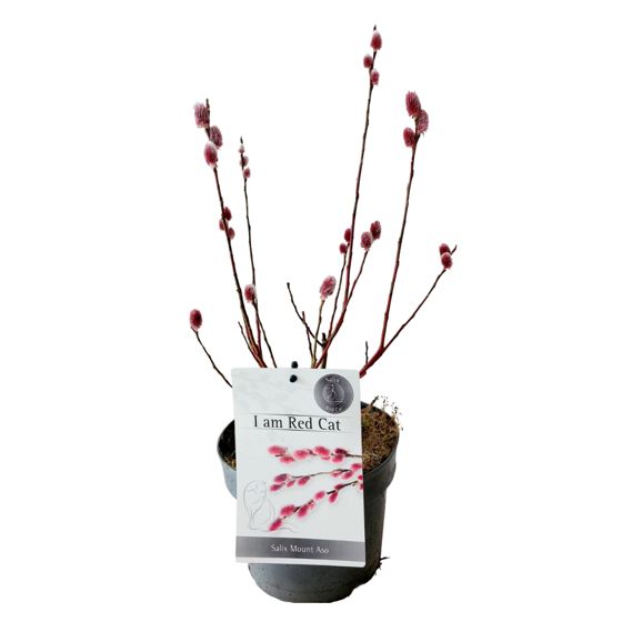 Japanin punainen kissapaju - Salix gracilistyla 'Mount Aso' - K40-50cm - ⌀17cm
