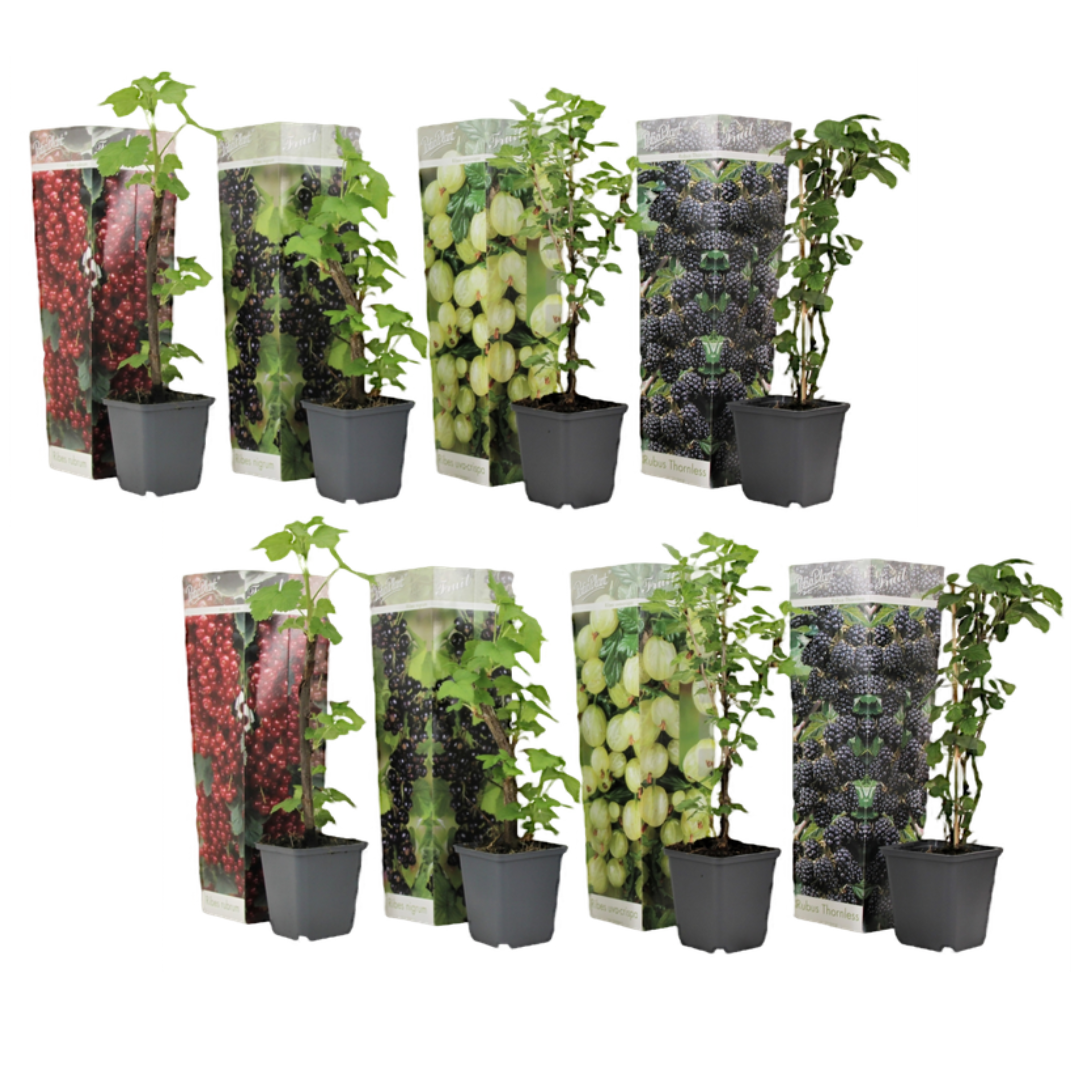 Marjasekoitus - 8 kpl - Rubus rubrum Uva Fructosus - Korkeus 25-40cm - ⌀9cm