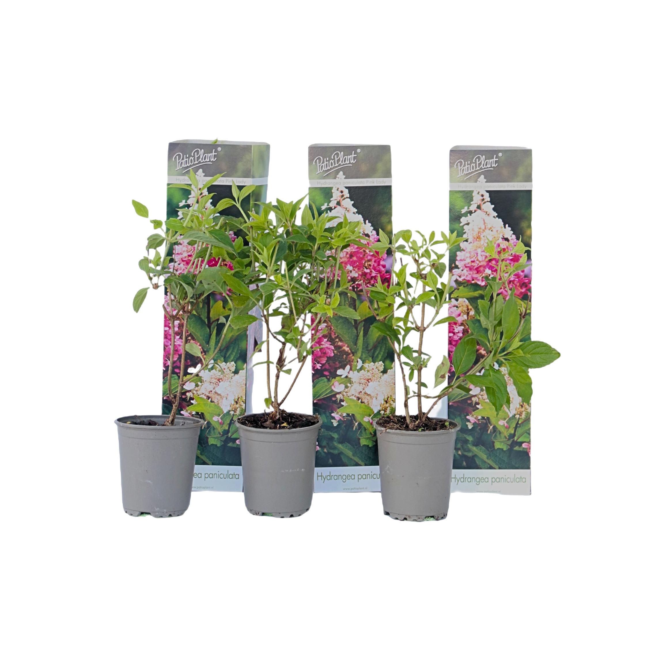 Hortensia - 3 kpl - Hydrangea paniculata 'Pink Lady' - Korkeus 25-40cm - ⌀9cm