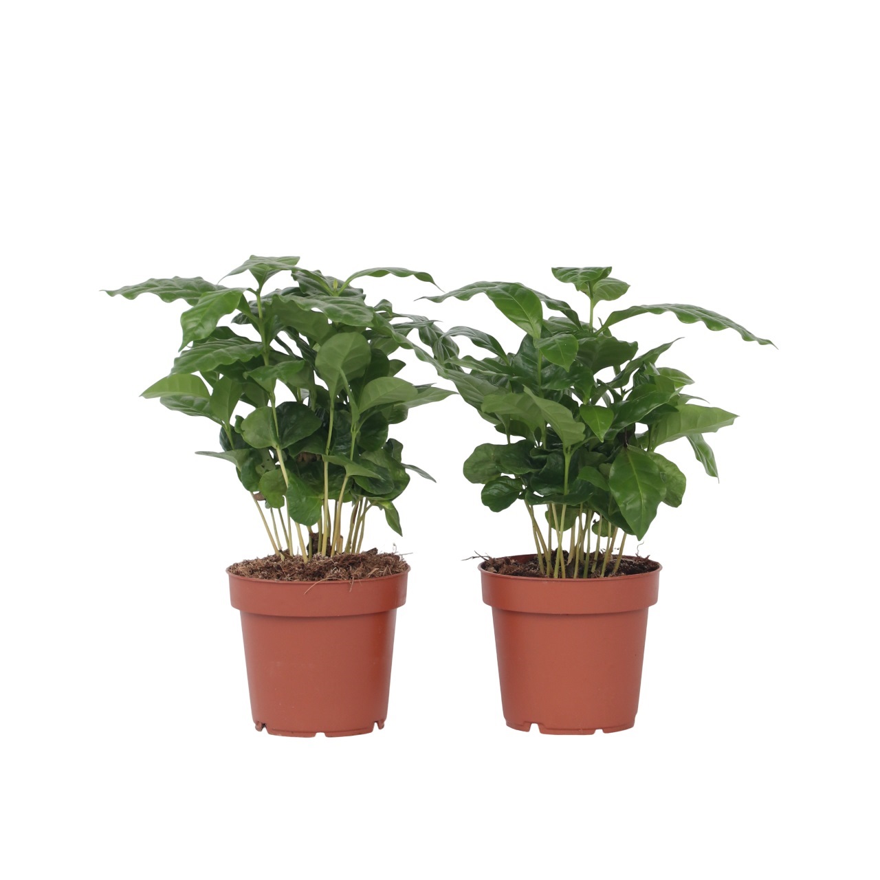 Kahvipensas - 2 kpl - Coffea arabica - Korkeus 25-40 cm - ⌀12 cm