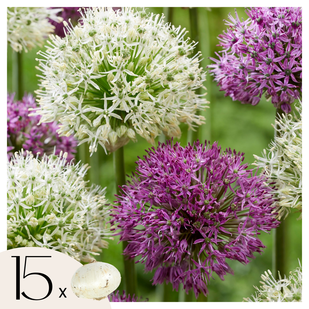 Koristesipuli - 15 kpl - Allium 'Purple' 'White' - Kukkasipulit - Violetti