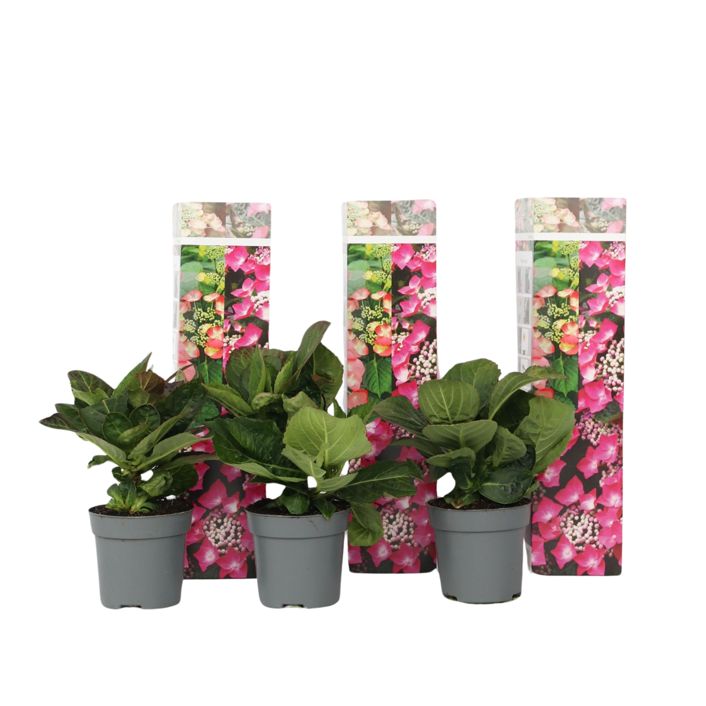 Hortensia - 3 kpl - Hydrangea macrophylla 'Red Bull' - Korkeus 25-40cm - ⌀9cm