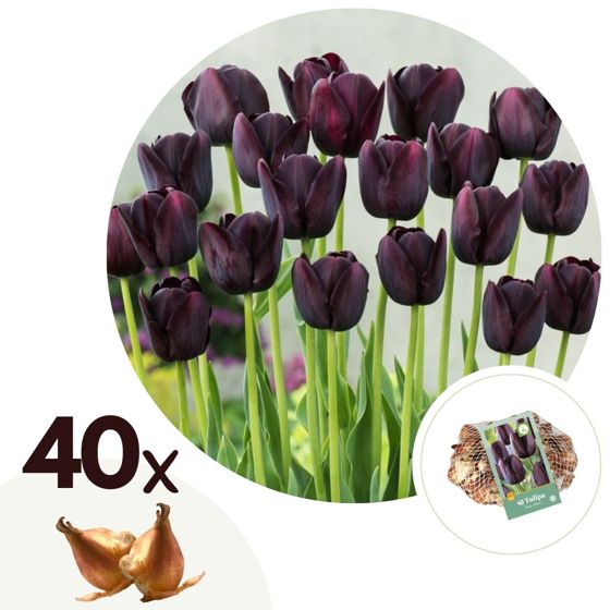 Tulppaaninsipulit - 40 kpl - Tulipa 'Queen of Night' - Kukkasipulit - Purppura