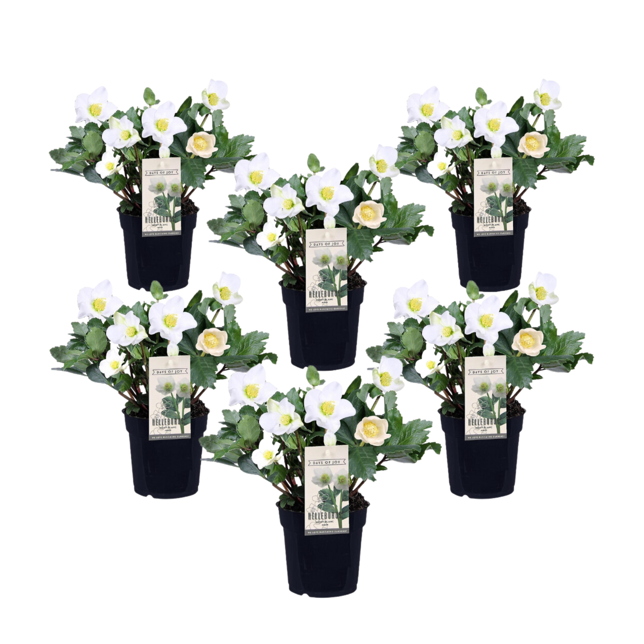 Jouluruusu - 6 kpl - Helleborus niger 'Mont Blanc' - Korkeus 20-30 cm - ⌀12 cm