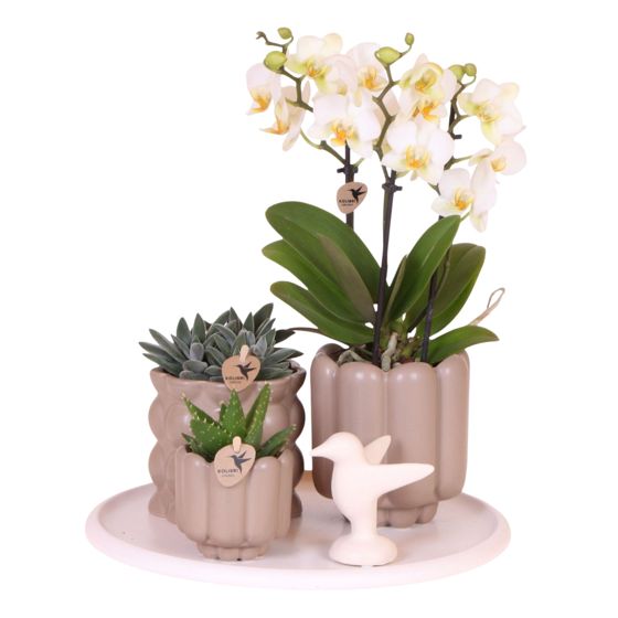 Orkidea-lahjasetti 'White Tray XL' - Phalaenopsis - Korkeus 35cm