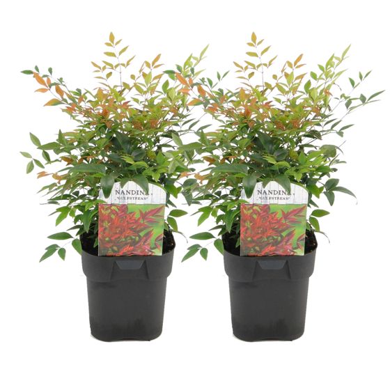 Taivaallinen bambu - 2 kpl - Nandina domestica 'gulfstream' - K25-40cm - ⌀17cm