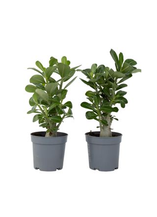Aavikkoruusu - 2 kpl - Adenium obesum - Korkeus 25-40cm - ⌀10,5cm