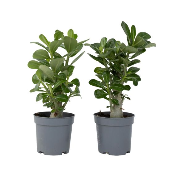 Aavikkoruusu - 2 kpl - Adenium obesum - Korkeus 25-40cm - ⌀10,5cm