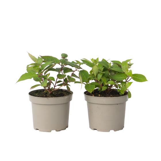 Hortensia - 2 kpl - Hydrangea 'Magic Sunset' - Korkeus 25-40cm - ⌀19cm