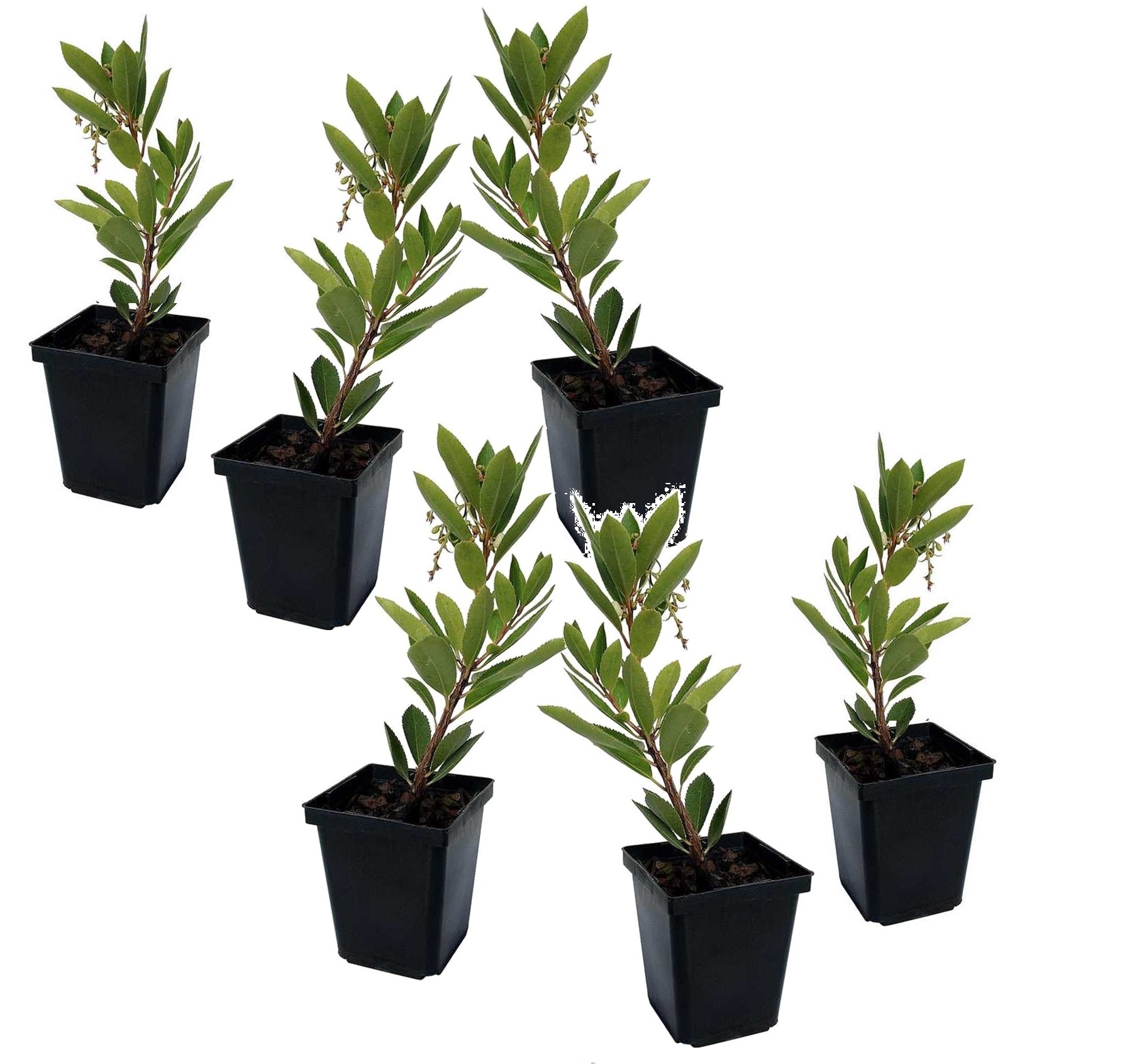 Mansikkapuu - 6 kpl - Arbutus 'Unedo' - Korkeus 25-40cm - ⌀9cm