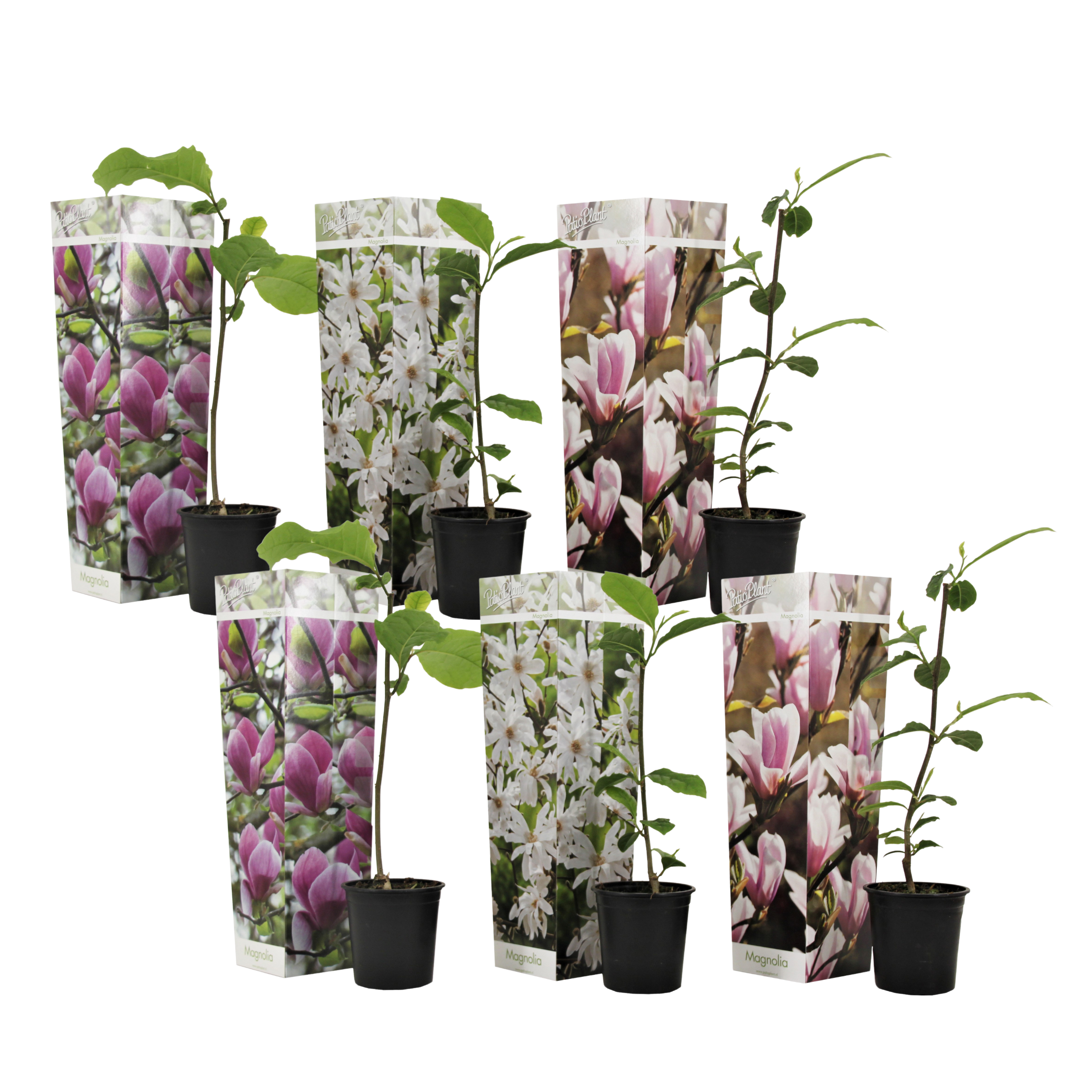 Magnoliat - 6 kpl - Magnolia - Korkeus 25-40 cm - ⌀9 cm
