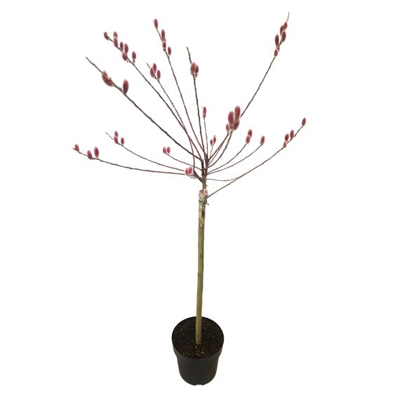 Japanin punainen kissapaju - Salix 'Mount Aso' - K100-110cm - ⌀19cm