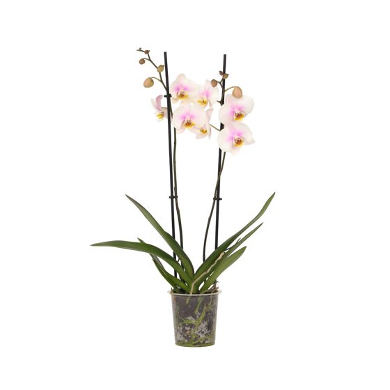 Perhoskämmekkä - Phalaenopsis - Korkeus 50-60 cm - ⌀12 cm