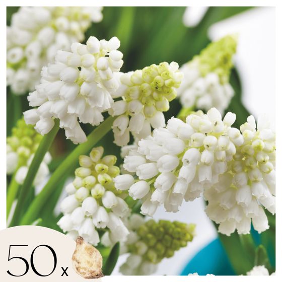 Helmililjat - 50 kpl - Muscari 'White Magic' - Kukkasipulit - Valkoinen