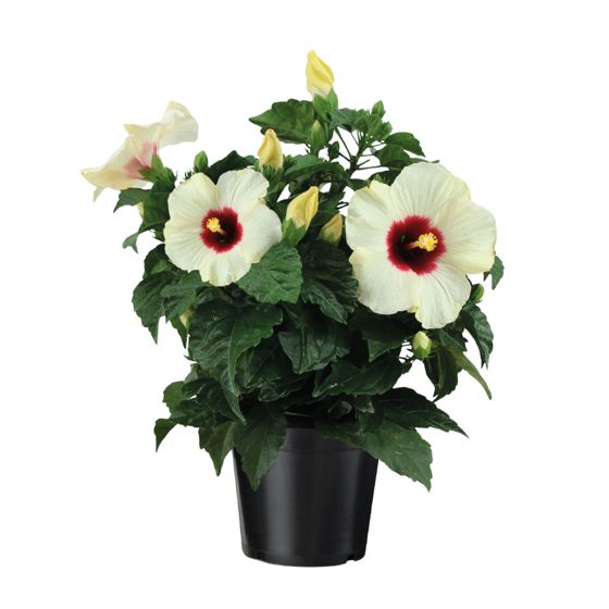 Kiinanruusu - Hibiscus rosa-sinensis - Korkeus 40-50cm - ⌀17cm