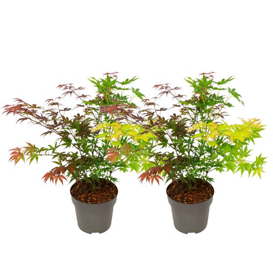 Japanin vaahtera - 2 kpl - Acer palmatum 'Festival' - Korkeus 60-70cm - ⌀19cm