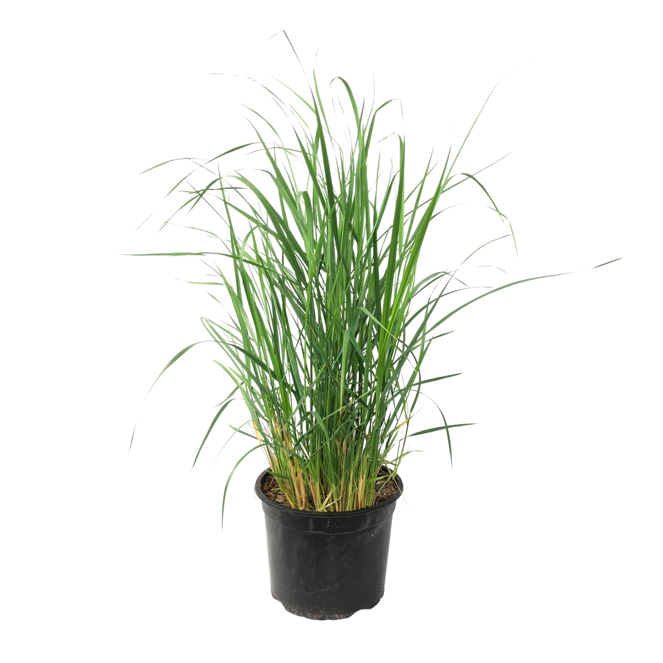 Switch-ruoho - Panicum virgatum 'Heavy Metal' - Korkeus 40-60cm - ⌀23cm