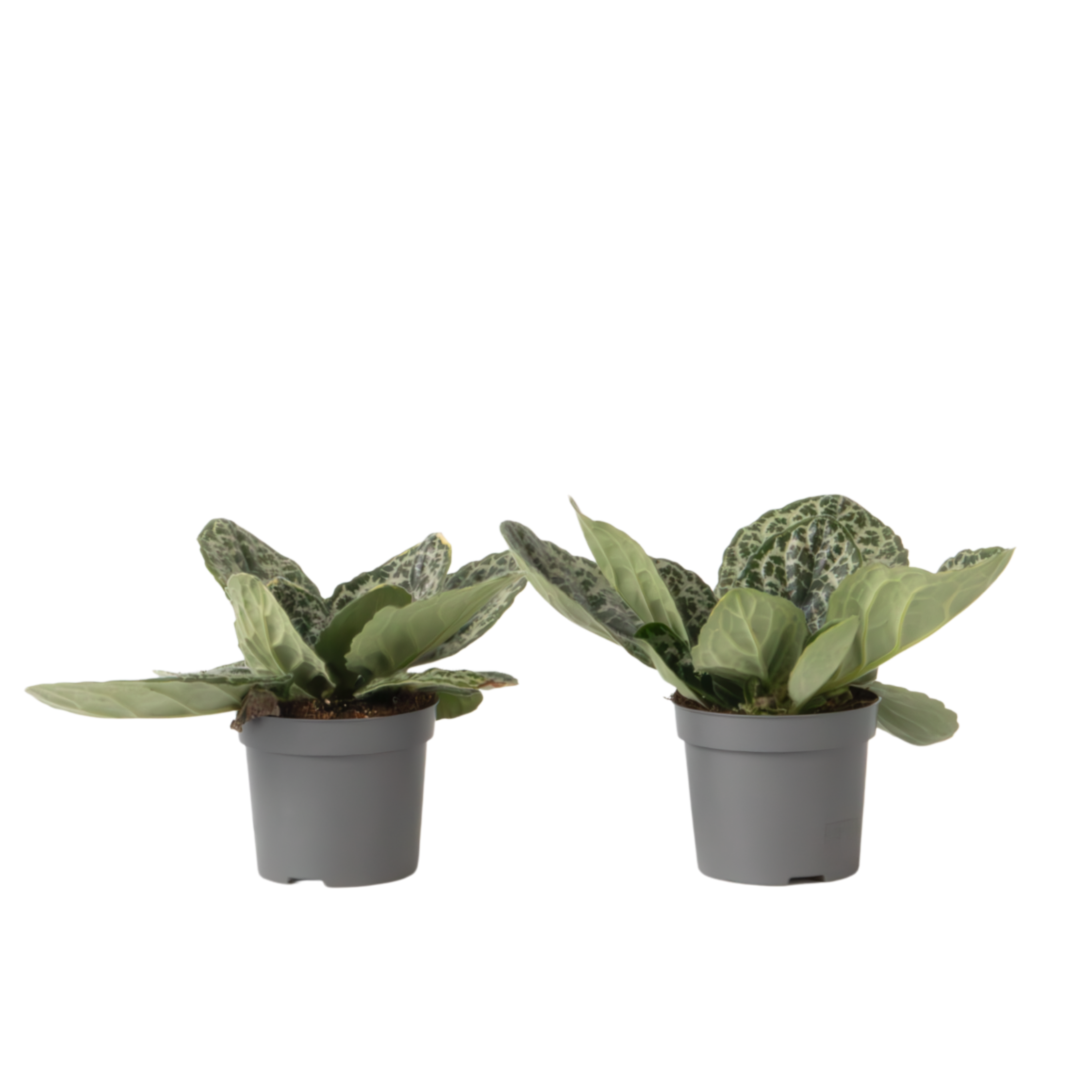 Kapsakärhö - 2 kpl - Streptocarpus 'Pretty Turtle' - Korkeus 25-35 cm - ⌀13 cm