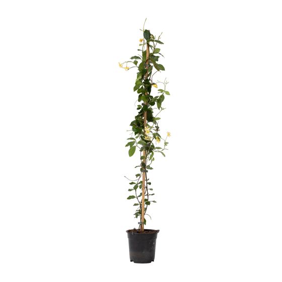 Jasmiinitähti - Trachelospermum jasminoides - Korkeus 110-120cm - ⌀17cm