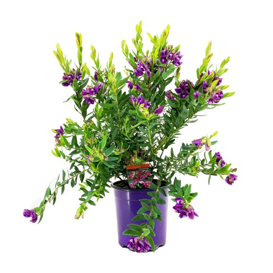 Lyhtykukka - Polygala myrtifolia 'Bibi Pink' - Korkeus 35-50 cm - ⌀14 cm