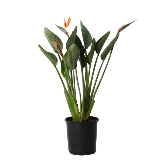 Paratiisilintu - Strelitzia reginea - Korkeus 80-100cm - ⌀27cm