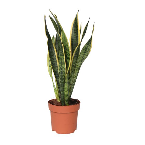 Makonkasvi - Sansevieria trifasciata Laurentii - Korkeus 40-50cm - ⌀14cm