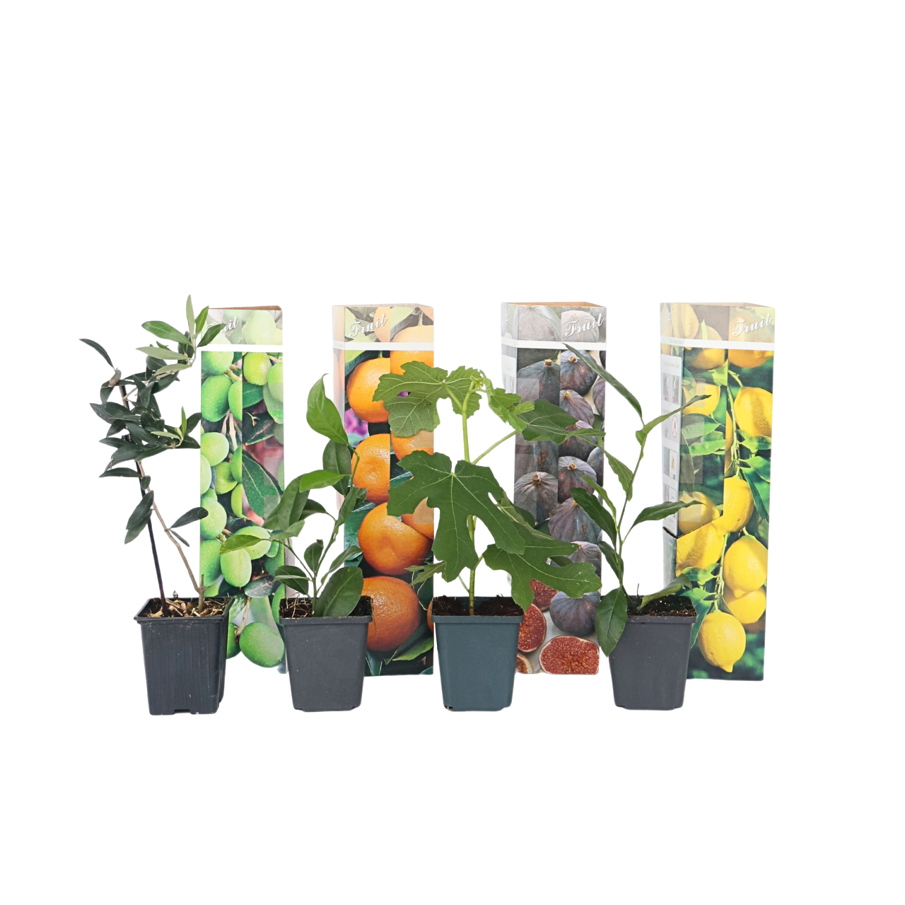 Välimeren kasviseos - 8 kpl - Korkeus 25-40 cm - ⌀9 cm