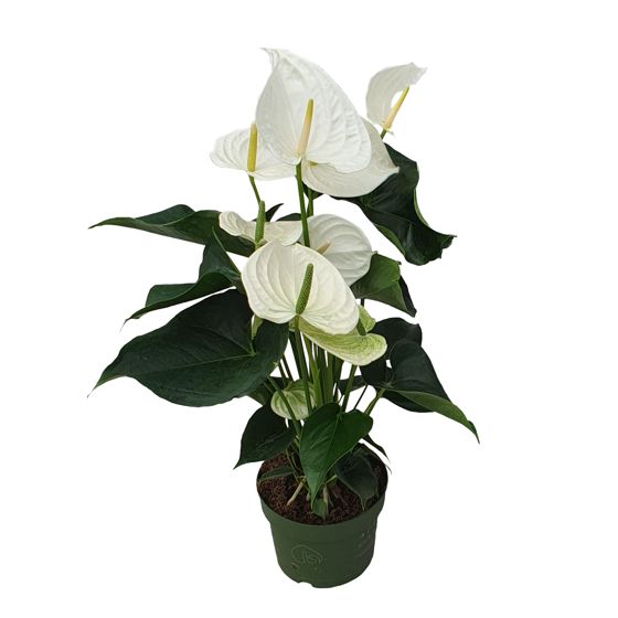 Anthurium - 'Alaska White' - Korkeus 55-70cm - ⌀17cm