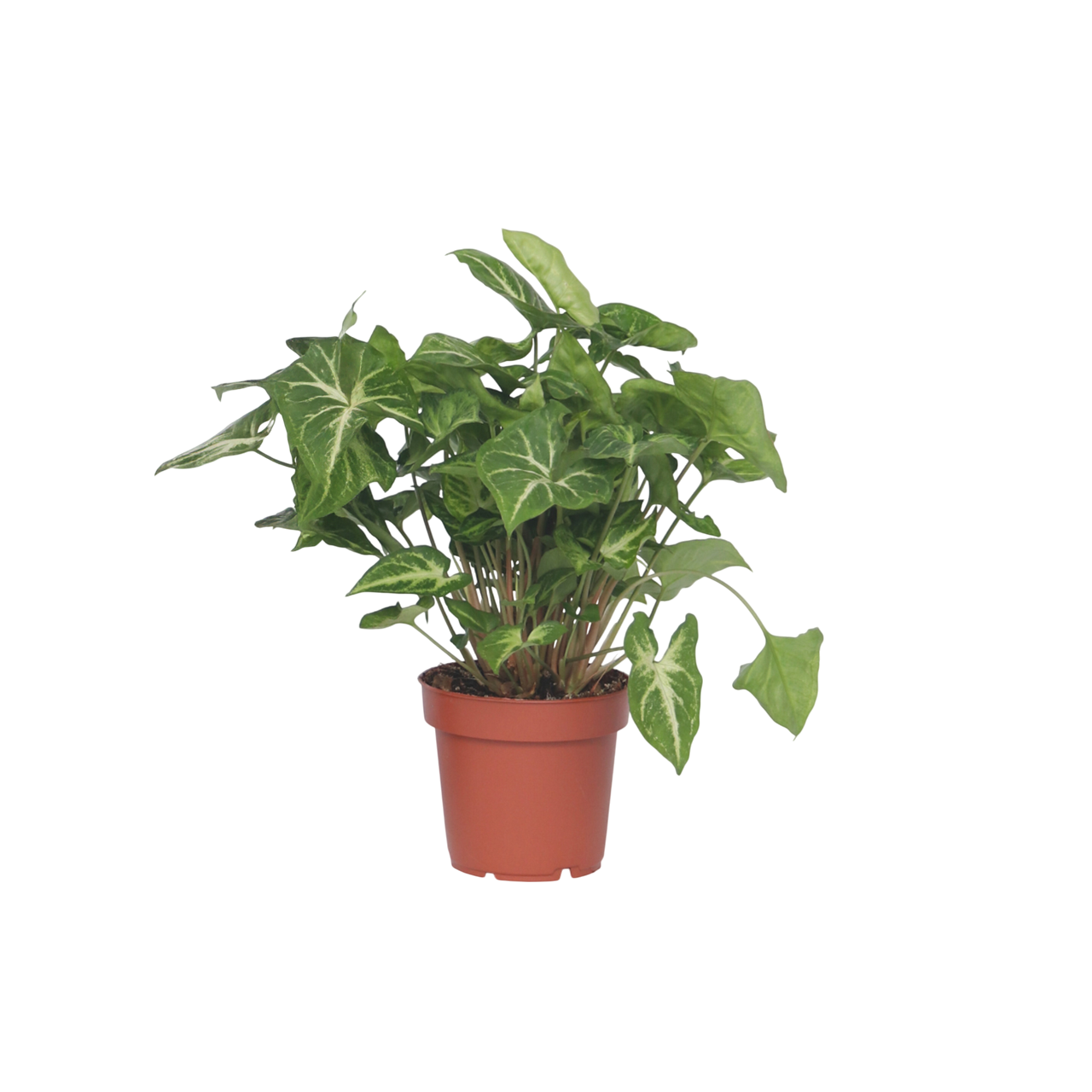 Nuoliköynnös 'Red Heart' - Syngonium 'Pixie' - Korkeus 25-40cm - ⌀12cm