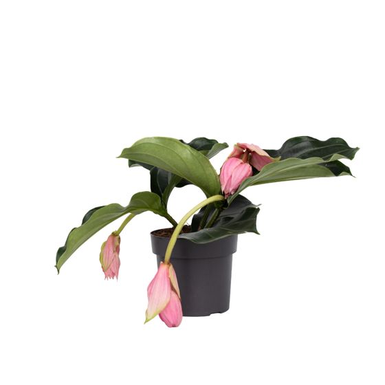 Ruusuviinirypäle - Medinilla magnifica - Korkeus 40-50cm - ⌀17cm