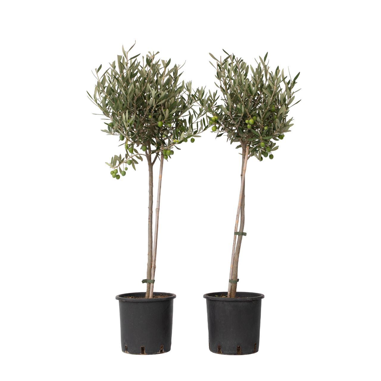 Öljypuu - 2 kpl - Olea europaea - Korkeus 80-90cm - ⌀19cm