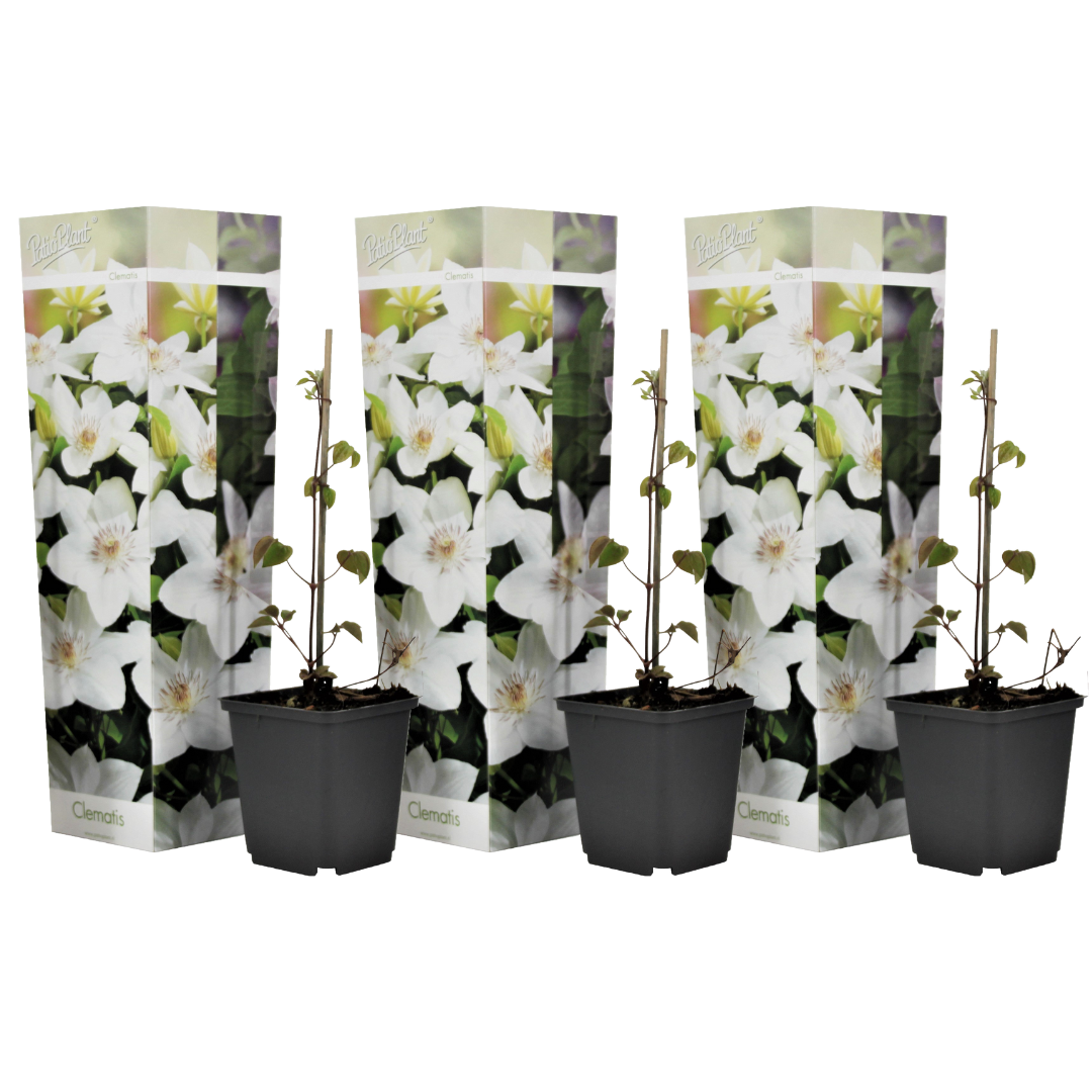 Nahkakukka - 3 kpl - Clematis 'Mme Le Coultre' - Korkeus 25-40 cm - ⌀9 cm