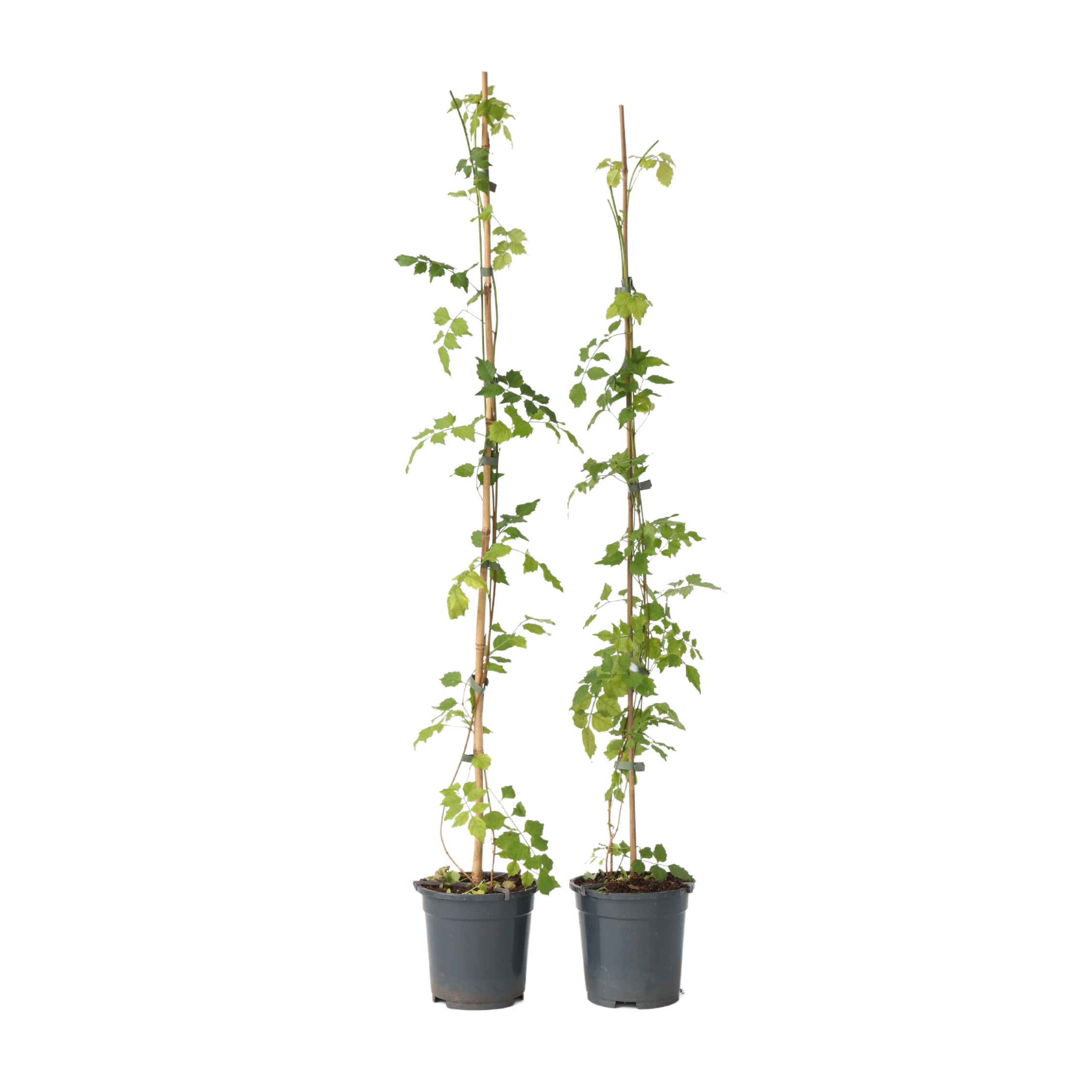 Torviviini - 2 kpl - Campsis radicans - Korkeus 110-120cm - ⌀17cm
