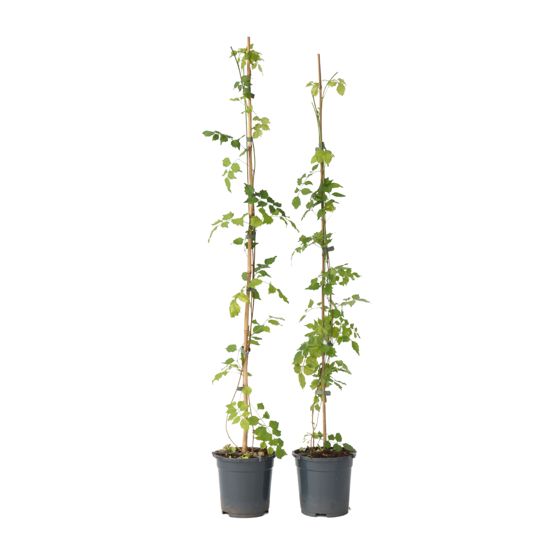 Torviviini - 2 kpl - Campsis radicans - Korkeus 110-120cm - ⌀17cm