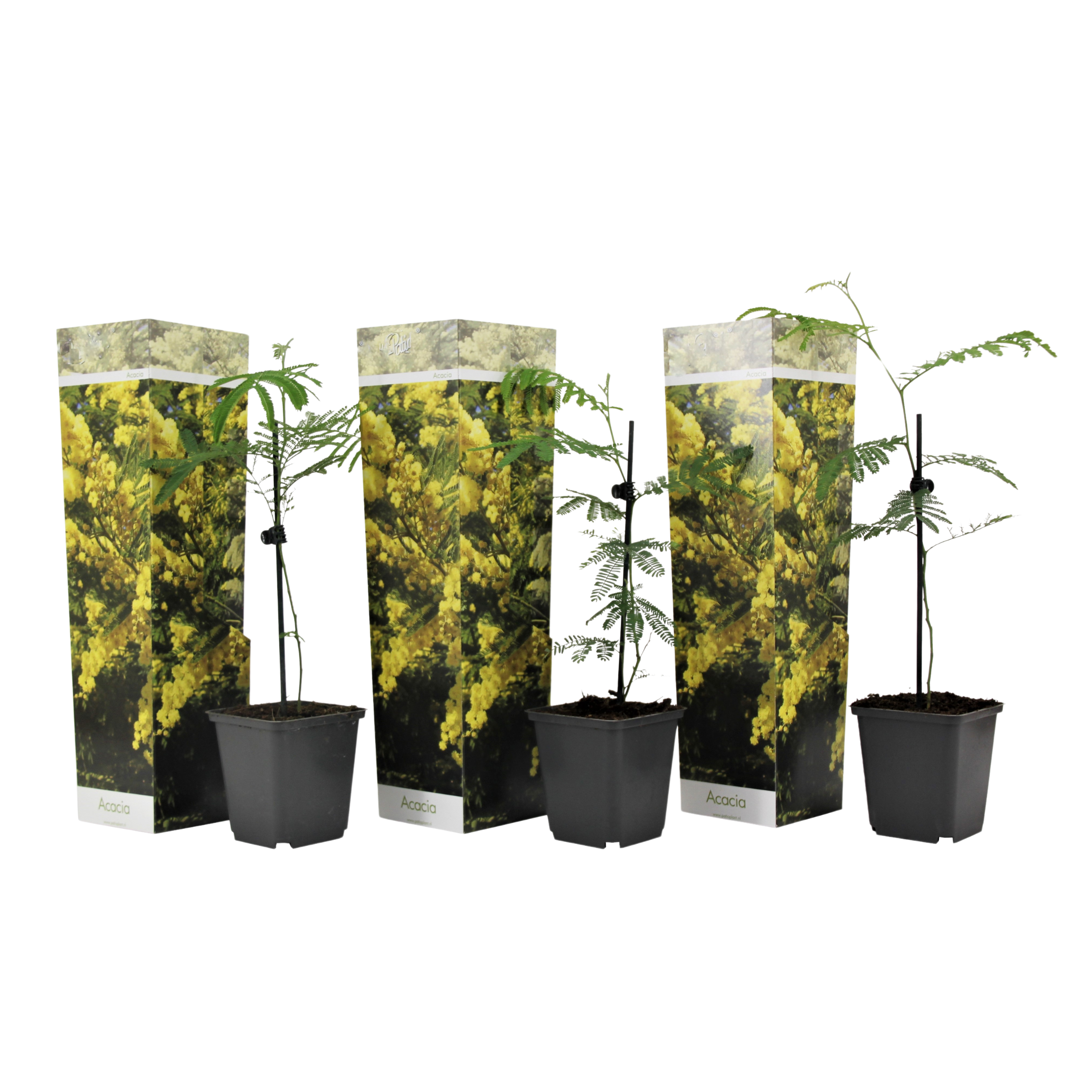 Keltainen mimosa - 3 kpl - Mimosa dealbata - Korkeus 25-40cm - ⌀9cm