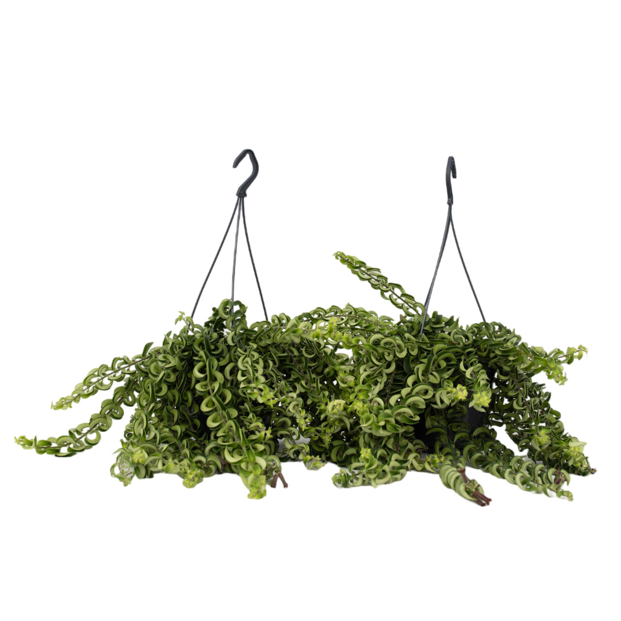 Huulipuna-kasvi - 2 kpl - Aeschynanthus pulcher - Korkeus 20-30 cm - ⌀15 cm