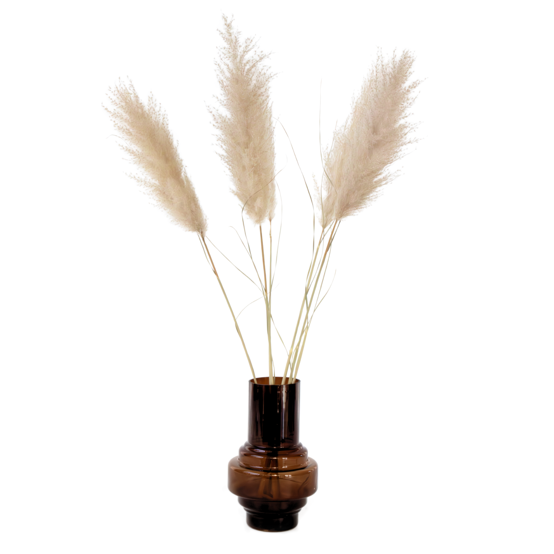 Kuivatut kukat - 5 kpl - Kuivakukka 'Cortaderia luumu'