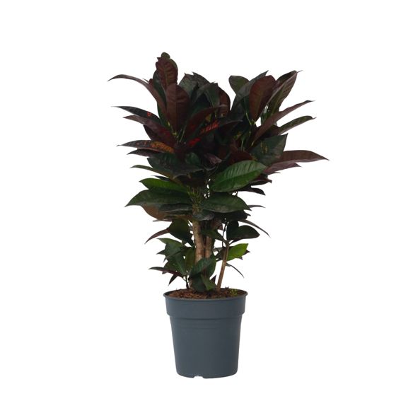 Kroton - Codiaeum variegatum 'Mrs. Iceton' - Korkeus 60-70 cm - ⌀19 cm