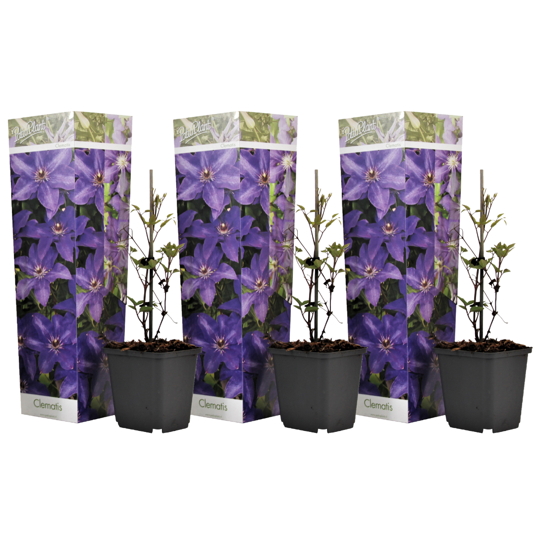 Nahkakukka - 3 kpl - Clematis 'The President' - Korkeus 25-40 cm - ⌀9 cm