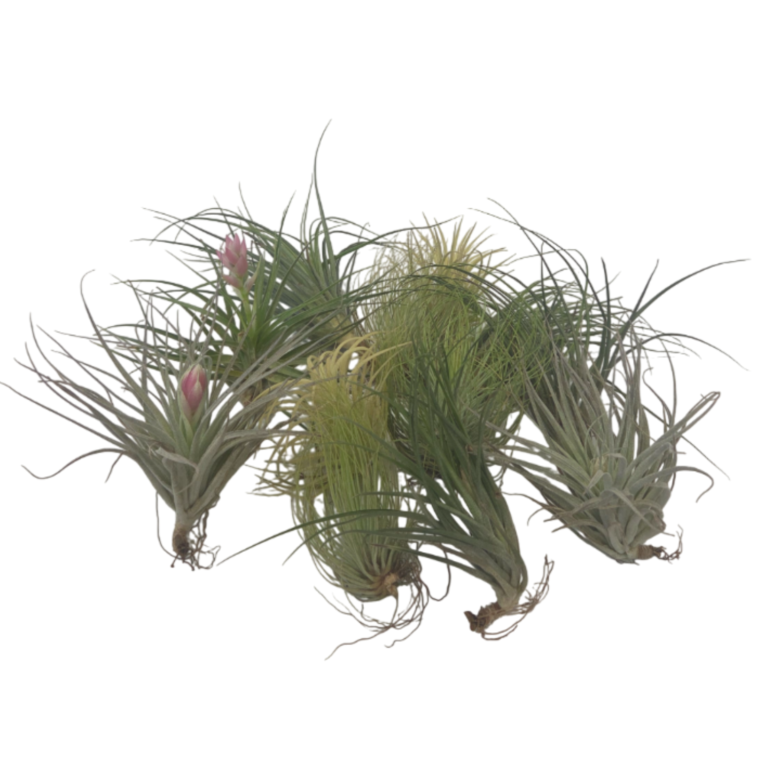 Ilmakasvi - 12 kpl - Tillandsia - Korkeus 5-15cm - ⌀5cm